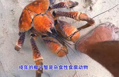 揭秘椰子蟹：陆生生物的新发现？