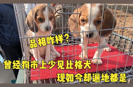 比格犬数量大变身，狗市罕见到遍地开花！