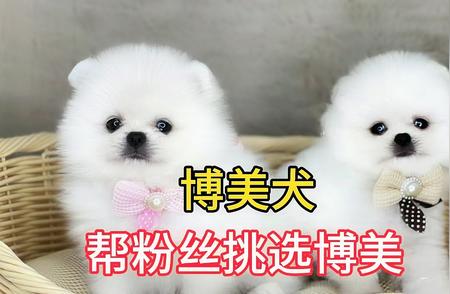 今日特价：挑选健康博美犬，超值优惠等你来