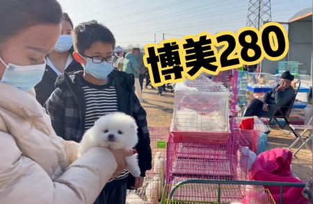 陕西咸阳狗市惊现低价犬只！博美仅售280元！