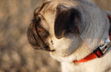 巴哥犬：特点、品种介绍与饲养指南