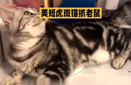 美短虎斑猫：野性与温顺的完美结合