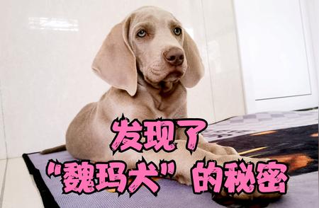 揭秘：魏玛犬为何爱上炕？