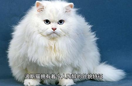 波斯猫：优雅迷人的温柔灵魂