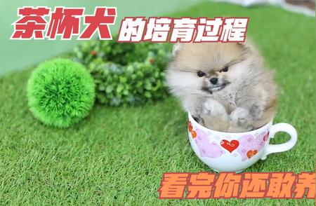 揭秘茶杯犬的独特培育方法