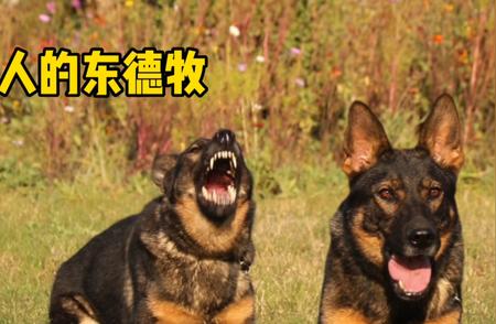 东德牧羊犬酷似狼！领略独特精品风采