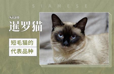 暹罗猫：短毛猫中的贵族代表