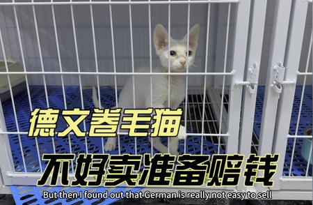 德文卷毛猫遭遇销售困境，猫贩子面临赔钱风险