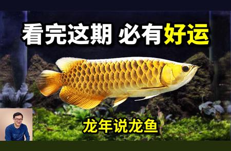 老板圈的新宠：龙鱼养殖揭秘