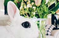 这只天生拥有美瞳的大眼睛兔子，美得超越多少明星整容效果？