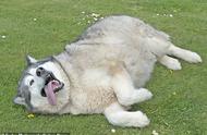 英国最胖狗：140斤阿拉斯加犬被主人遗弃！