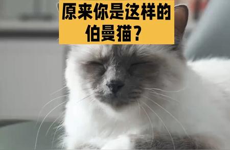 伯曼猫的魅力：科学养宠指南