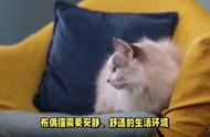 布偶猫养护秘籍：让你的猫咪独一无二