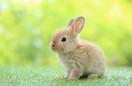 宠物兔品种推荐：如何挑选适合自己的兔子？