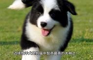 边境牧羊犬的卓越特性和性格特点是什么？