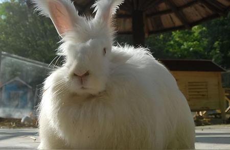 长耳兔：安哥拉兔的生态分布与食物来源
