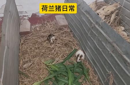 荷兰猪的养殖现状：一切顺利吗？