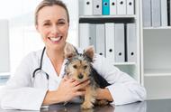 梦想成为宠物医疗领域KOL的兽医真情告白