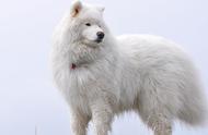 萨摩耶犬特辑：雪地中的白色精灵