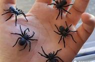 澳洲女子将毒蜘蛛作为宠物，搬家时与男友一同照顾