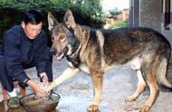 国内现役警犬：忠诚与勇气的象征