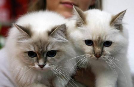 揭秘喵星人的寿命极限：英国研究揭示两种最长命的猫品种