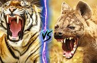 老虎还是鬣狗：谁将问鼎狮子首席二弟宝座？