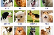 犬类百科：从拉布拉多到阿富汗猎犬，你了解多少？