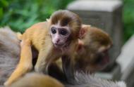 揭秘世界上最危险的宠物猴子：携带病毒的真相