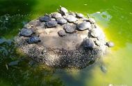巴西龟：外来入侵物种的警示