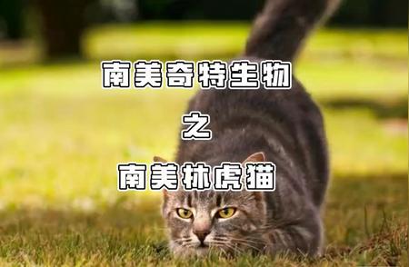 揭秘南美林虎猫：南美的神秘生物