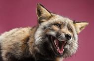 探索与狐狸的摄影之旅：宠物摄影师的独特体验