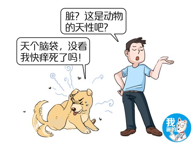 宁愿花钱也不愿养土狗，中华田园犬就不配拥有姓名？