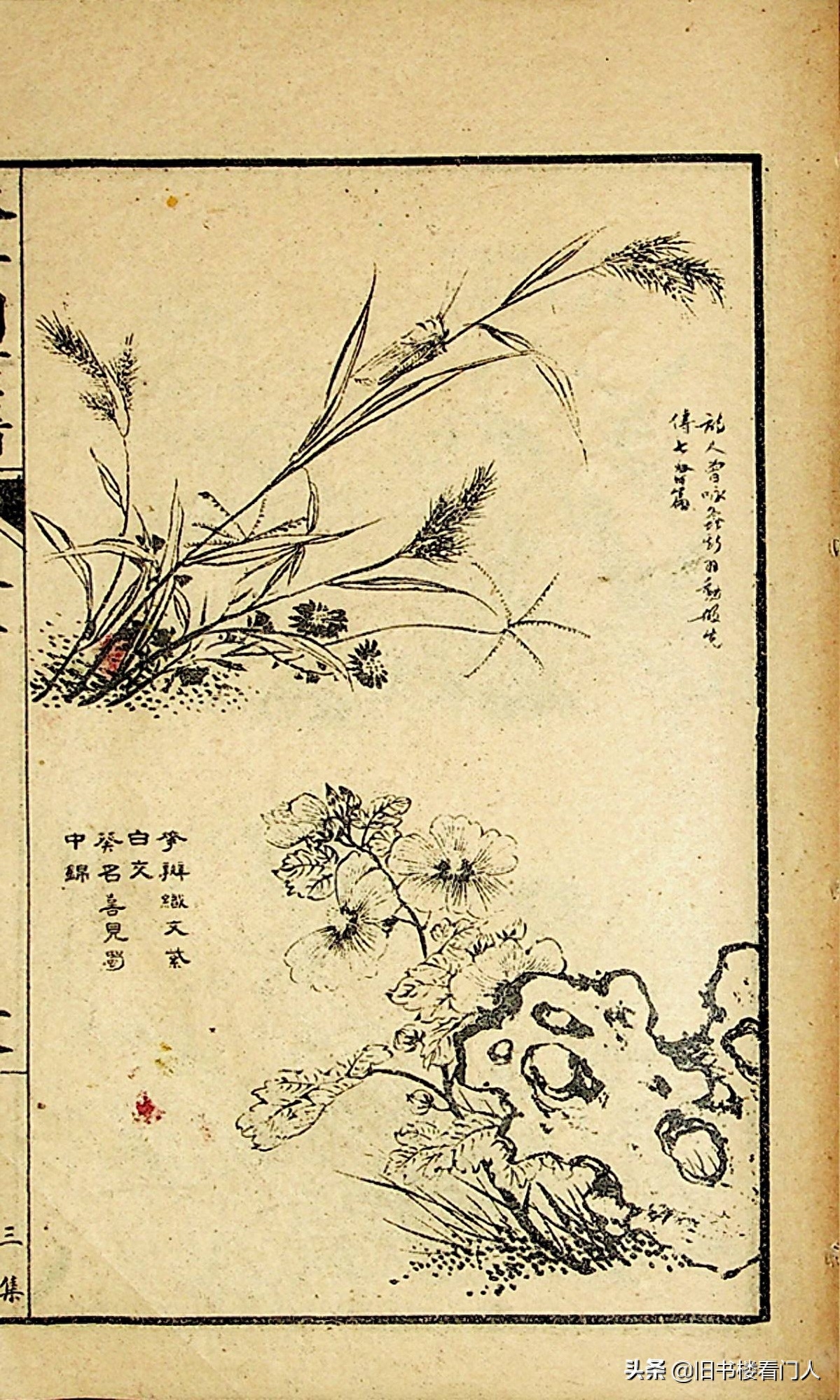 艺术类学画必修之书－《芥子园画谱·草虫花卉谱》