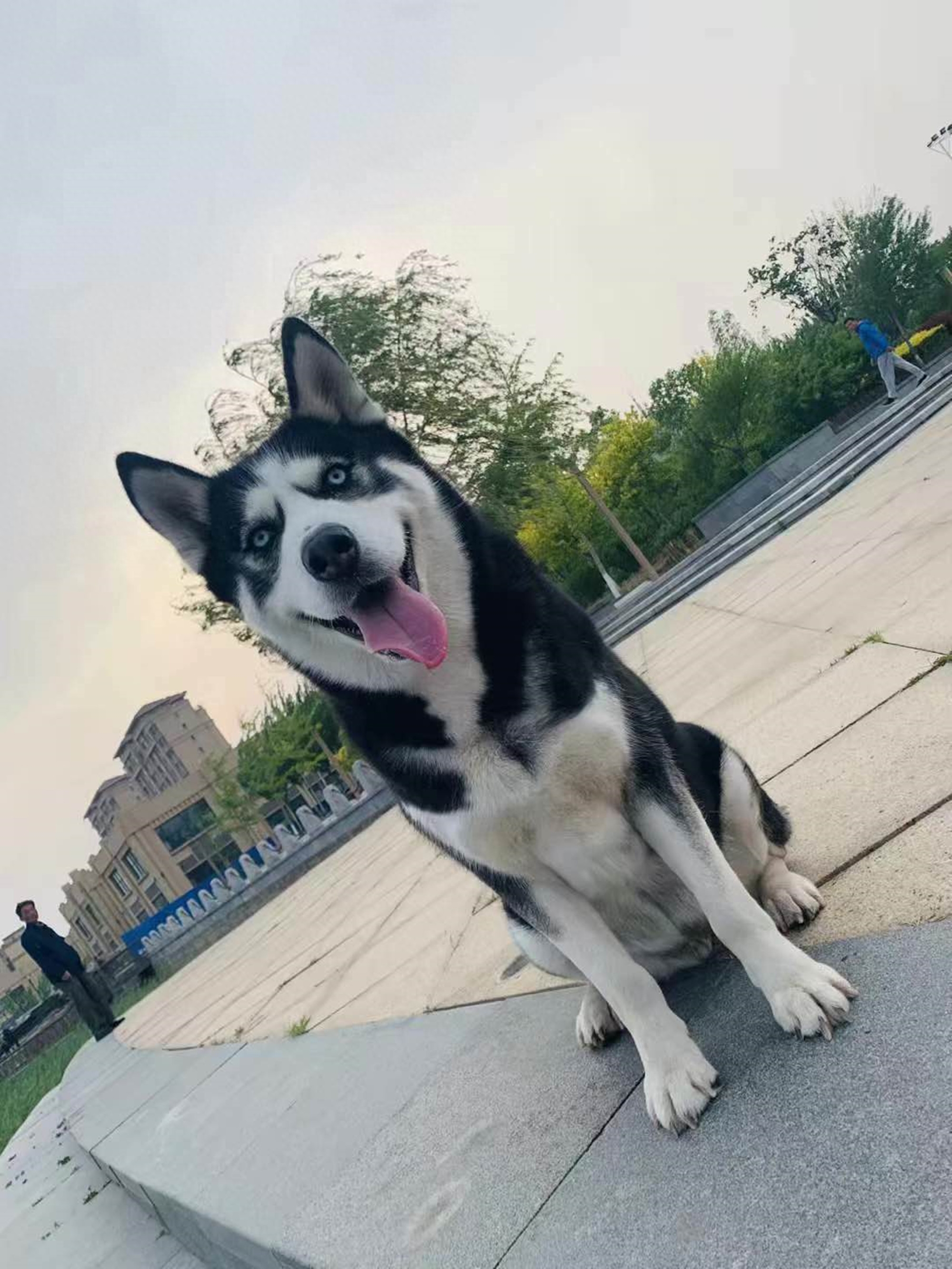 同是雪橇犬，二哈和阿拉斯加的差别咋这么大：胜在气质