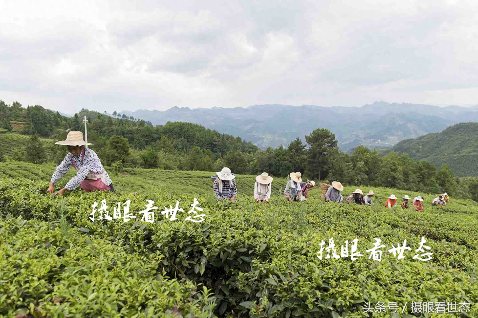 高温下的劳动者，这些农村妇女冒着酷暑上山赶采夏茶，日收入百元