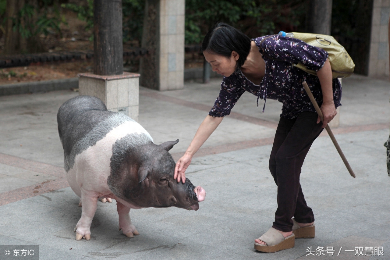 女儿小学买的宠物猪，九年后长成了200多斤肥猪，现在麻烦事大了