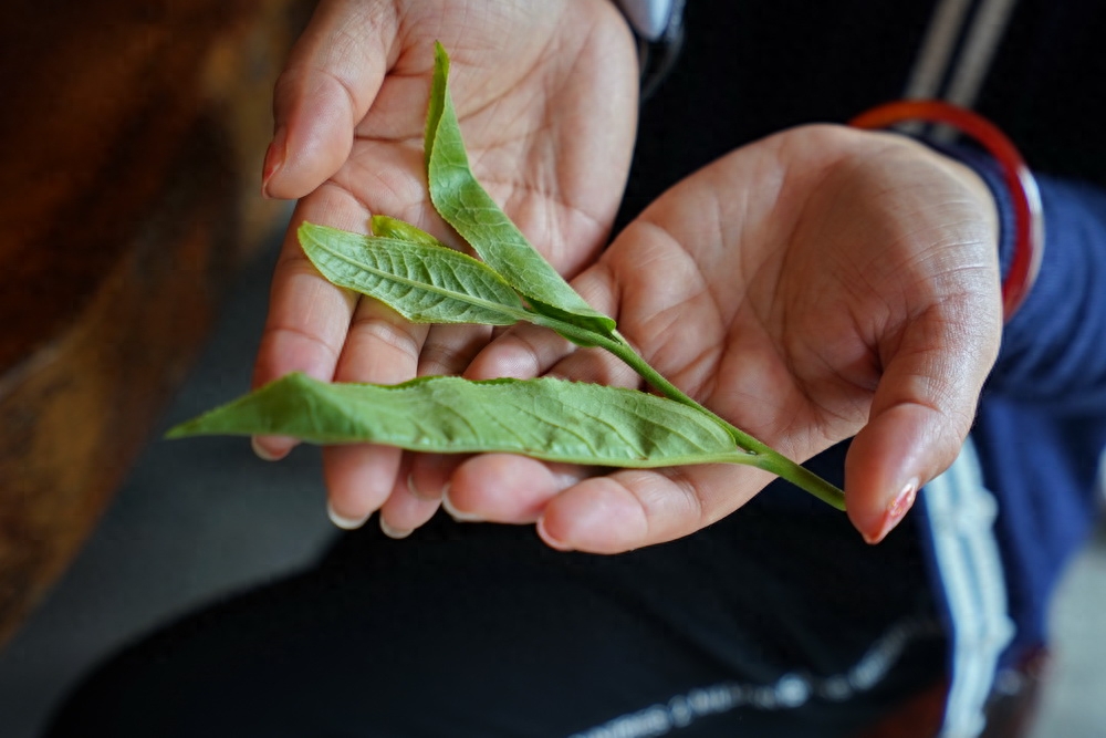 普洱游：体验做饼茶，把一份珍藏带回家