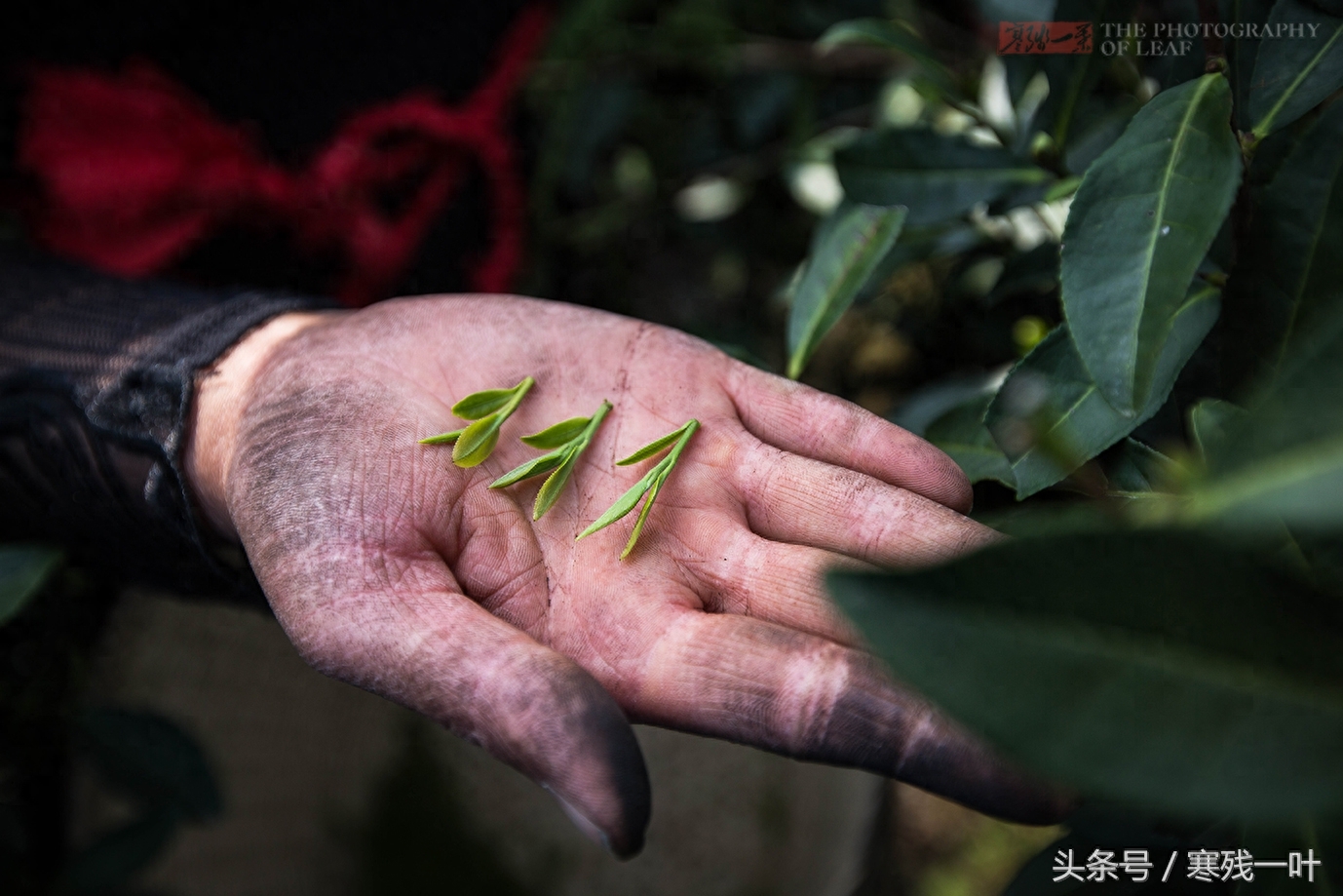 这茶才叫西湖龙井，景区买的是龙井茶，价格差很多别被骗了