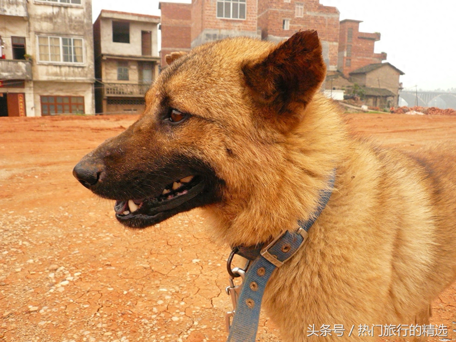 中华田园犬三大品系之江浙品系，立耳嘴尖四肢修长