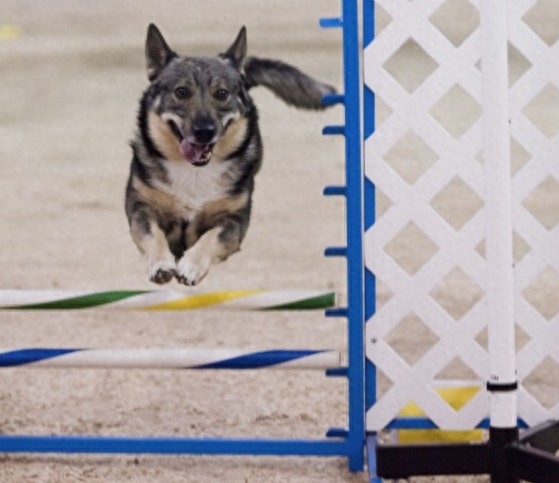 瑞典牧羊犬：狼犬和柯基犬的私生子，十足的男神风范