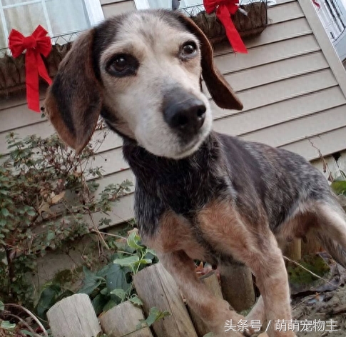 小猎兔犬与主人走失后流浪中风，跪在门口赶不走