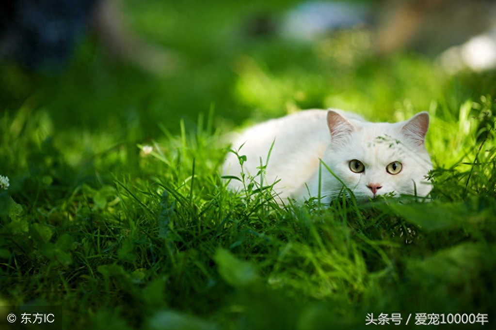 虎斑猫的爱情：重生了100万次，爱上这只白猫后，愿一起去死