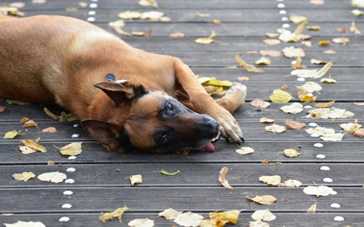 调皮的比利时玛利诺犬