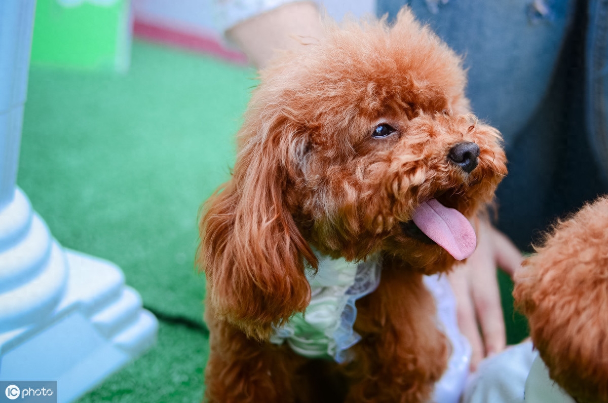 贵宾犬注意事项，第一次养的主人要注意第3点，别被狗狗欺负了