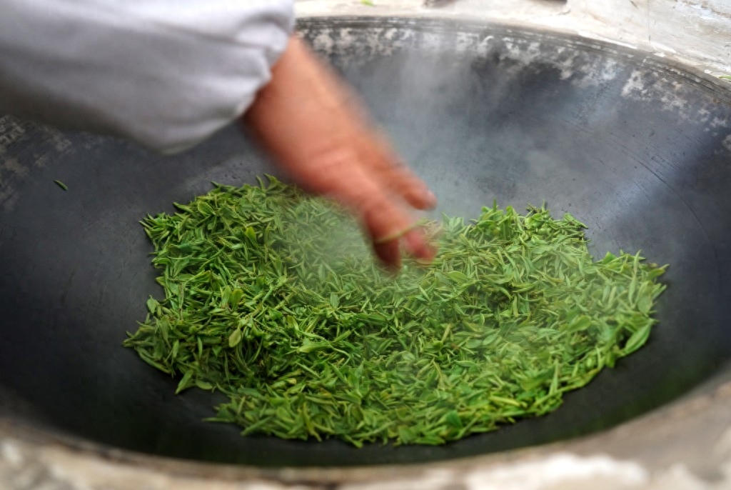 南京：钟山雨花茶春茶开始采摘炒制