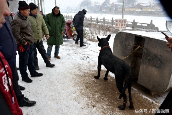 一次狗市数场母子离别，黑狼3000元，阿拉斯加400元，德牧500元